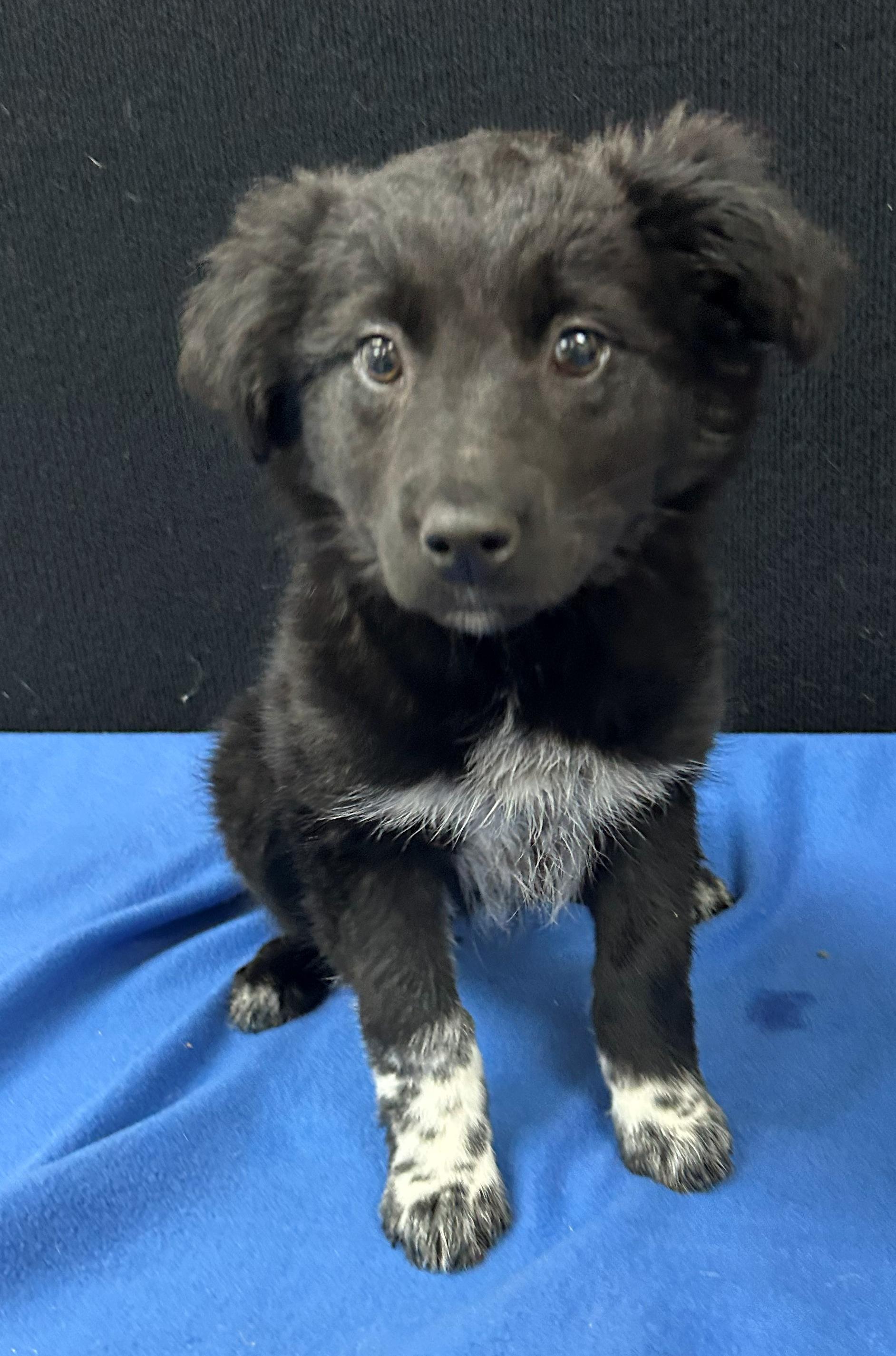 Enlarge Galloway, a Adoptable Mixed Breed in Neillsville, WI image 5/5
