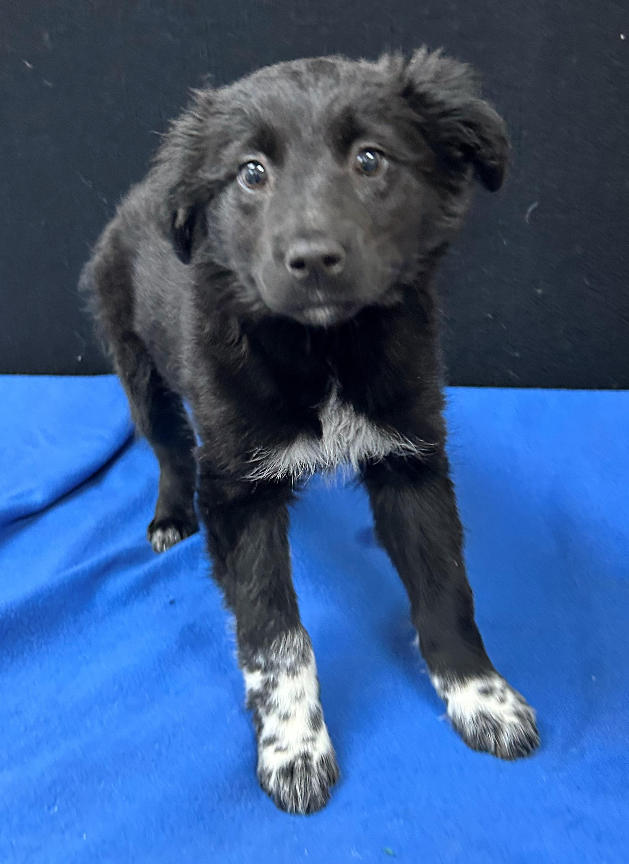 Enlarge Galloway, a Adoptable Mixed Breed in Neillsville, WI image 2/5