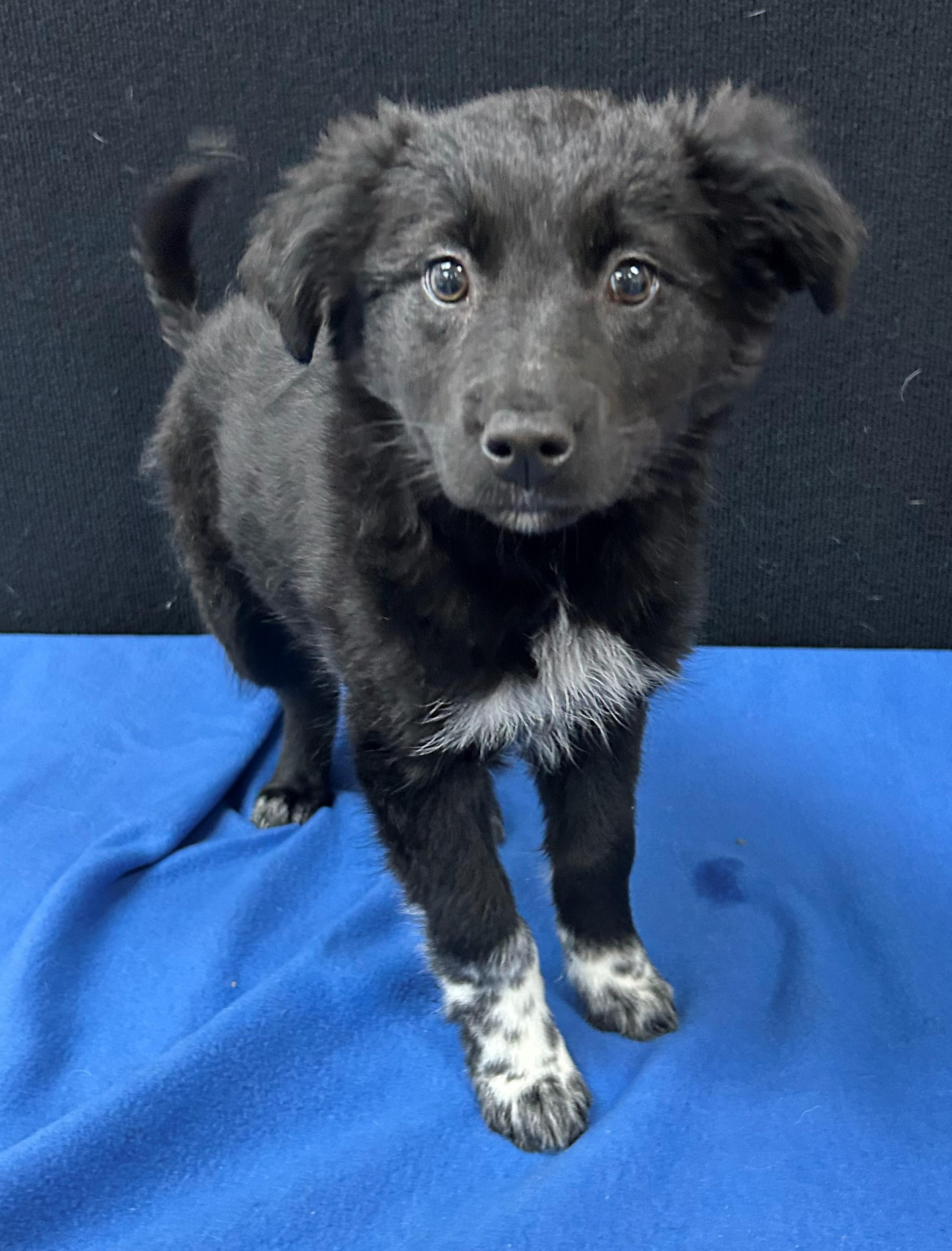 Enlarge Galloway, a Adoptable Mixed Breed in Neillsville, WI image 1/5
