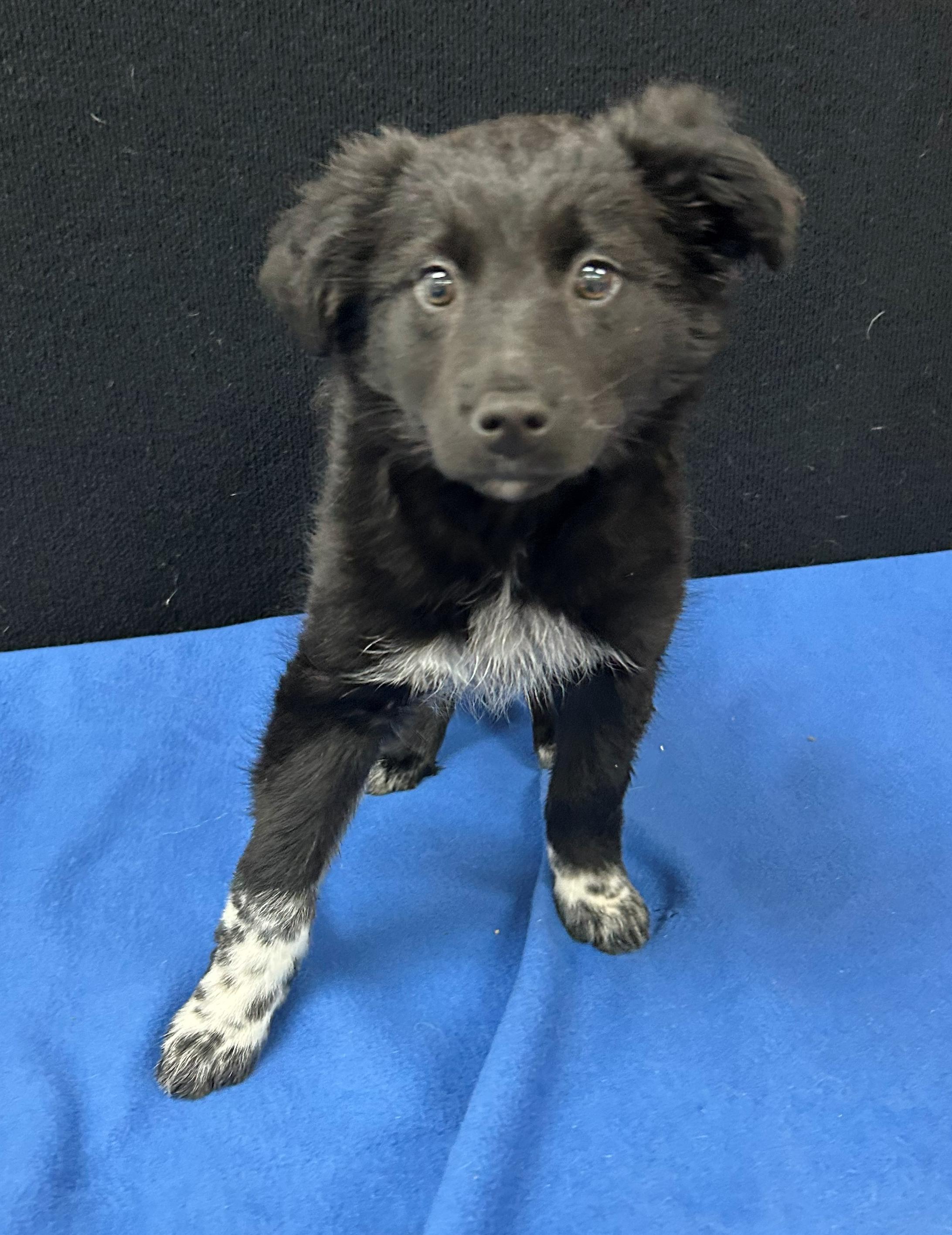 Enlarge Galloway, a Adoptable Mixed Breed in Neillsville, WI image 3/5