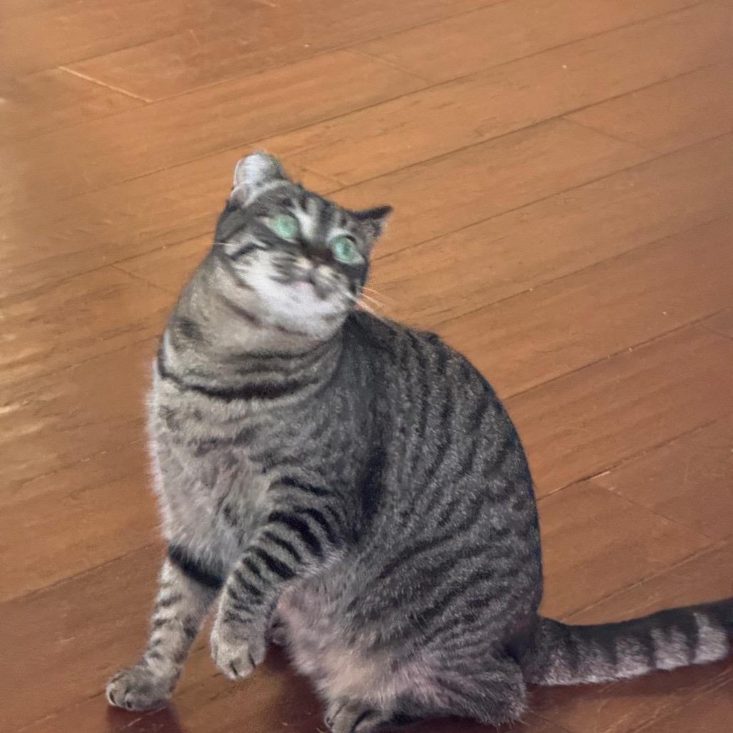 Abby, Adoptable, Young Female Domestic Short Hair & Domestic Short Hair.