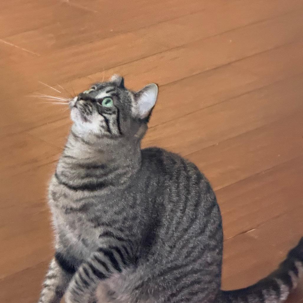 Enlarge Abby, a Adoptable mixed breed in Long Beach, CA image 2/6