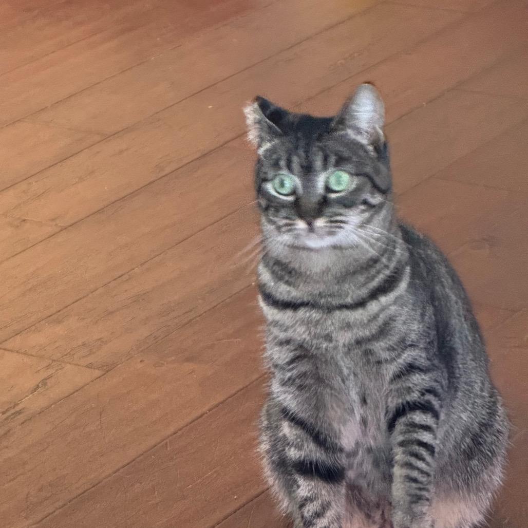 Enlarge Abby, a Adoptable mixed breed in Long Beach, CA image 3/6