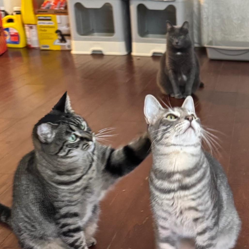 Enlarge Abby, a Adoptable mixed breed in Long Beach, CA image 5/6