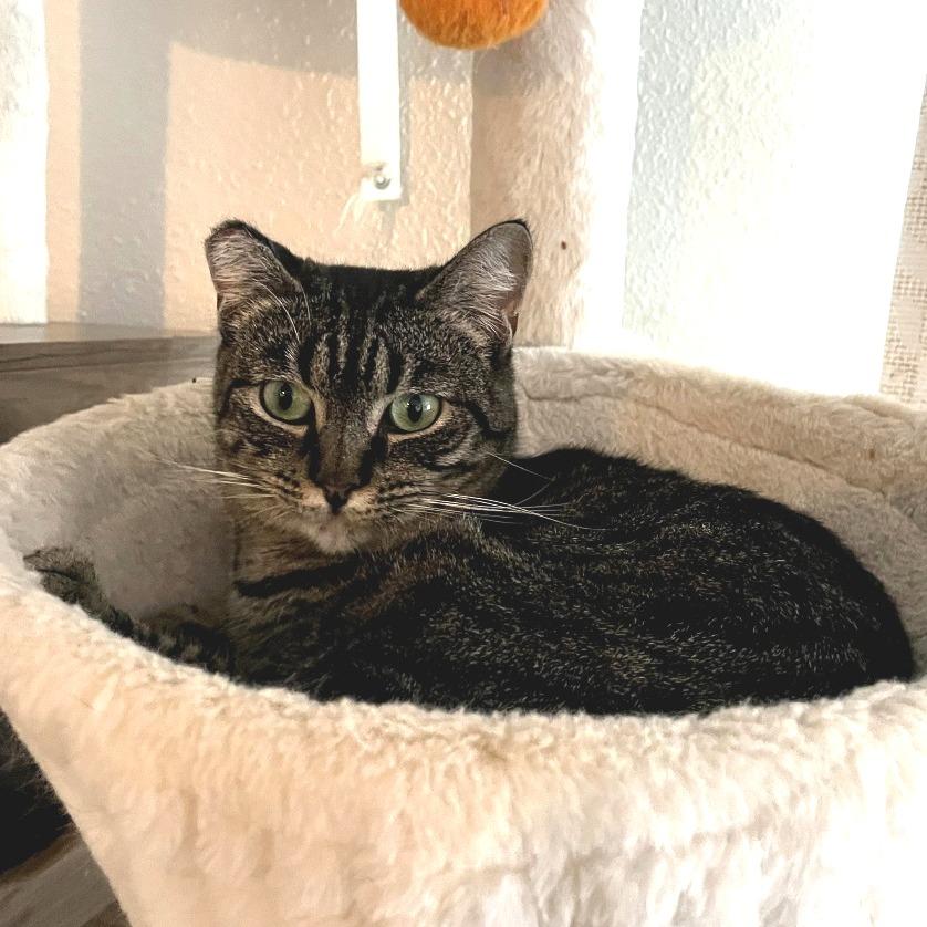 Enlarge Abby, a Adoptable mixed breed in Long Beach, CA image 6/6