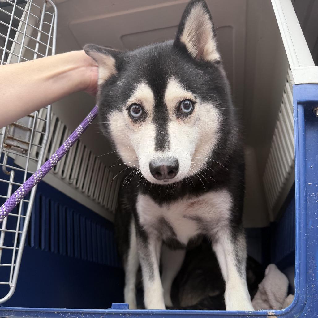 Ann, Adoptable, Adult Female Klee Kai.