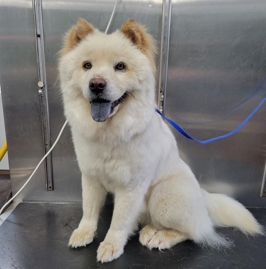 CC aka Doop Doop, an adopted Chow Chow in Lisbon, OH image 2/3