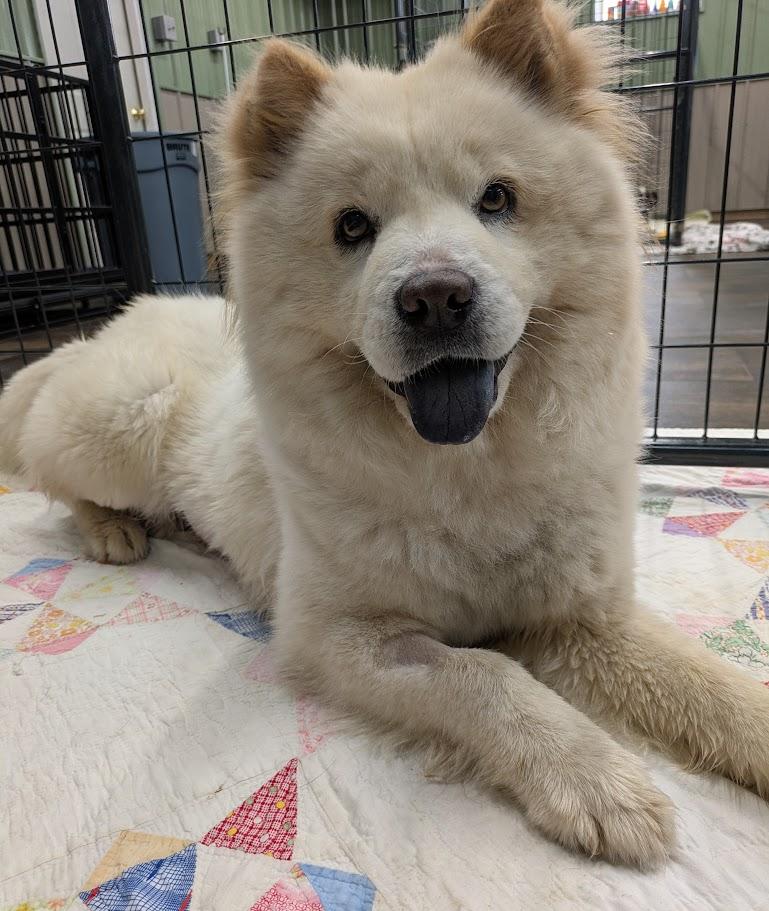 CC aka Doop Doop, adopted, Adult Female Chow Chow.
