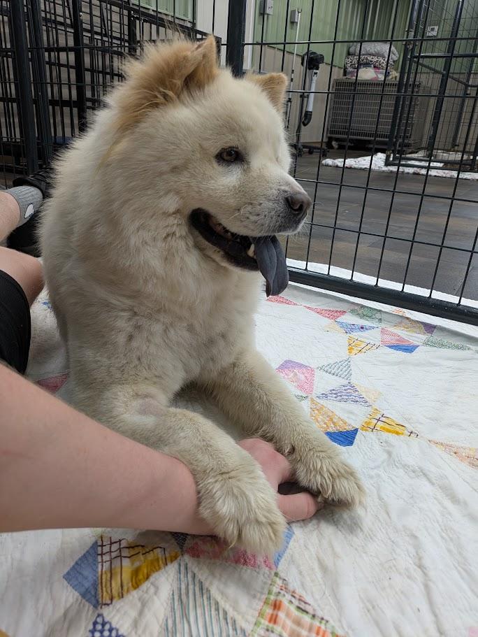 CC aka Doop Doop, an adopted Chow Chow in Lisbon, OH image 3/3