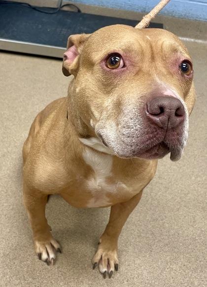 Caramelo — thumbnail 2