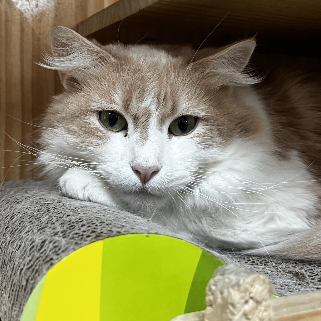 Enlarge Clementine, a Adoptable Domestic Long Hair in Yucca Valley, CA image 1/2