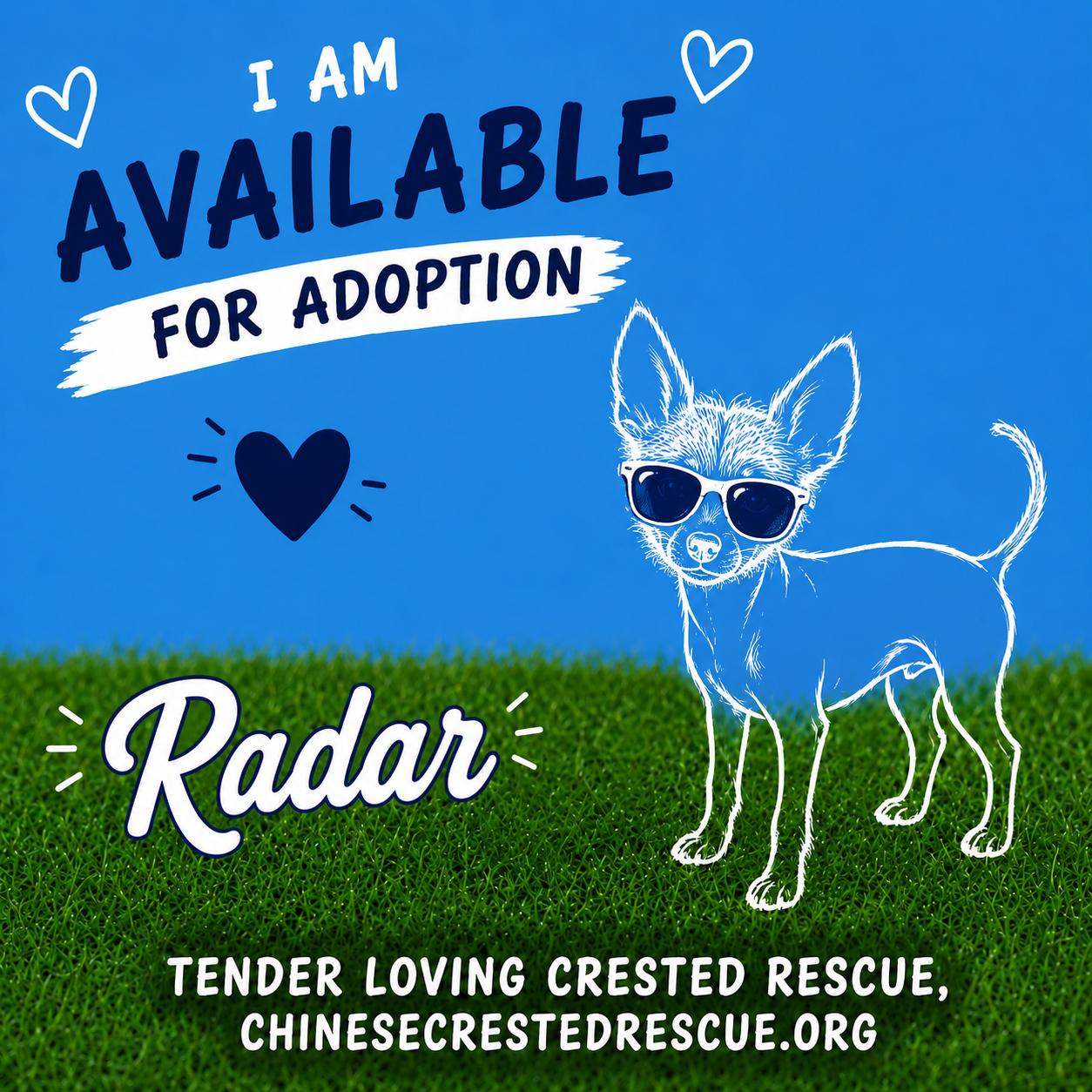 Radar, Adoptable, Young Male Chinese Crested Dog.