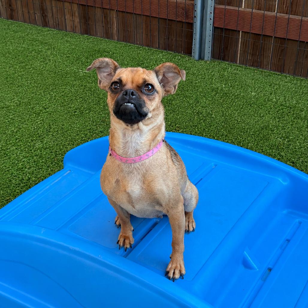 Enlarge Matilda (*), a Adoptable mixed breed in Sacramento, CA image 3/6