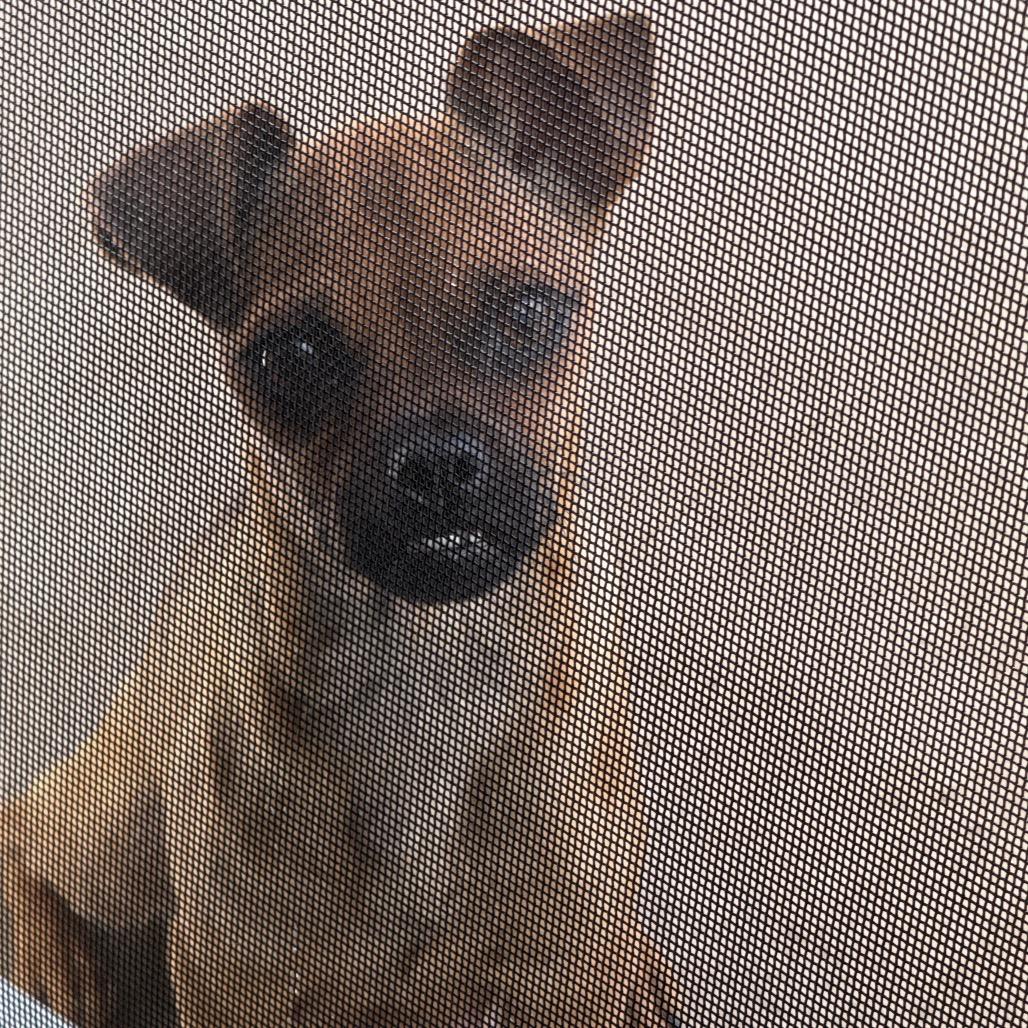 Enlarge Matilda (*), a Adoptable mixed breed in Sacramento, CA image 5/6