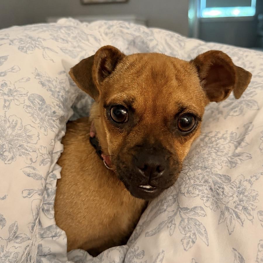 Enlarge Matilda (*), a Adoptable mixed breed in Sacramento, CA image 6/6