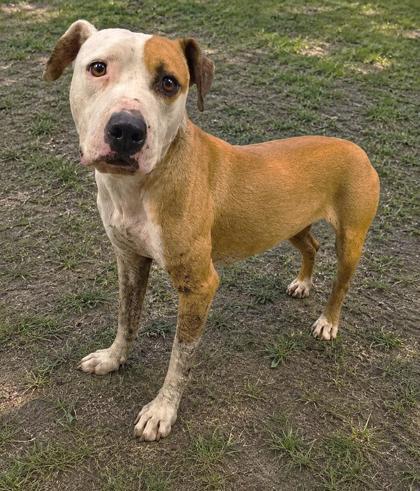 Enlarge Sissy, a ADOPTABLE mixed breed in Inverness, FL image 1/1