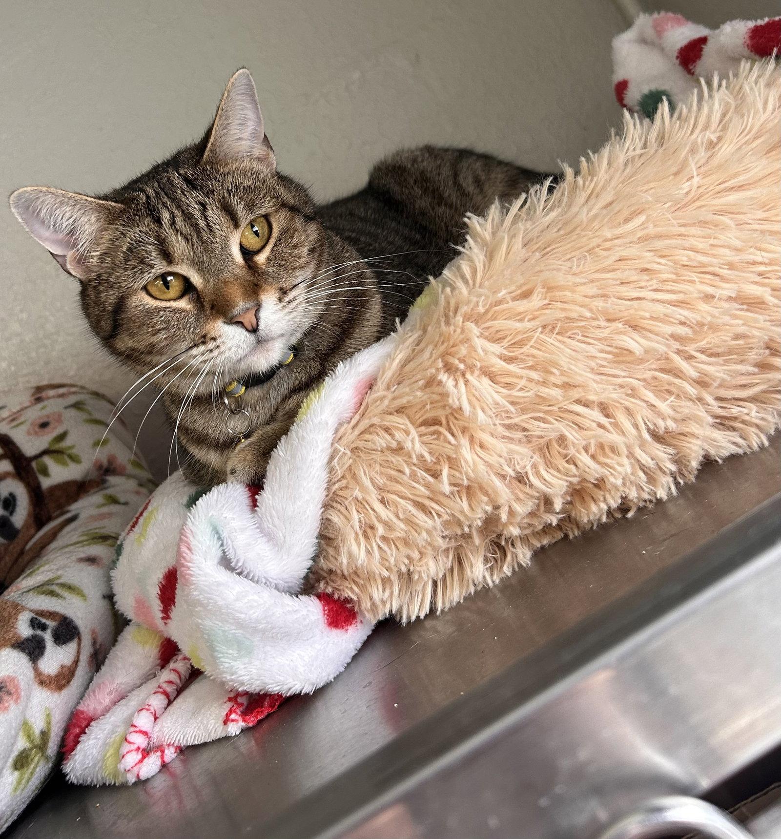 Violet, Adoptable, Young Female Tabby & American Shorthair.