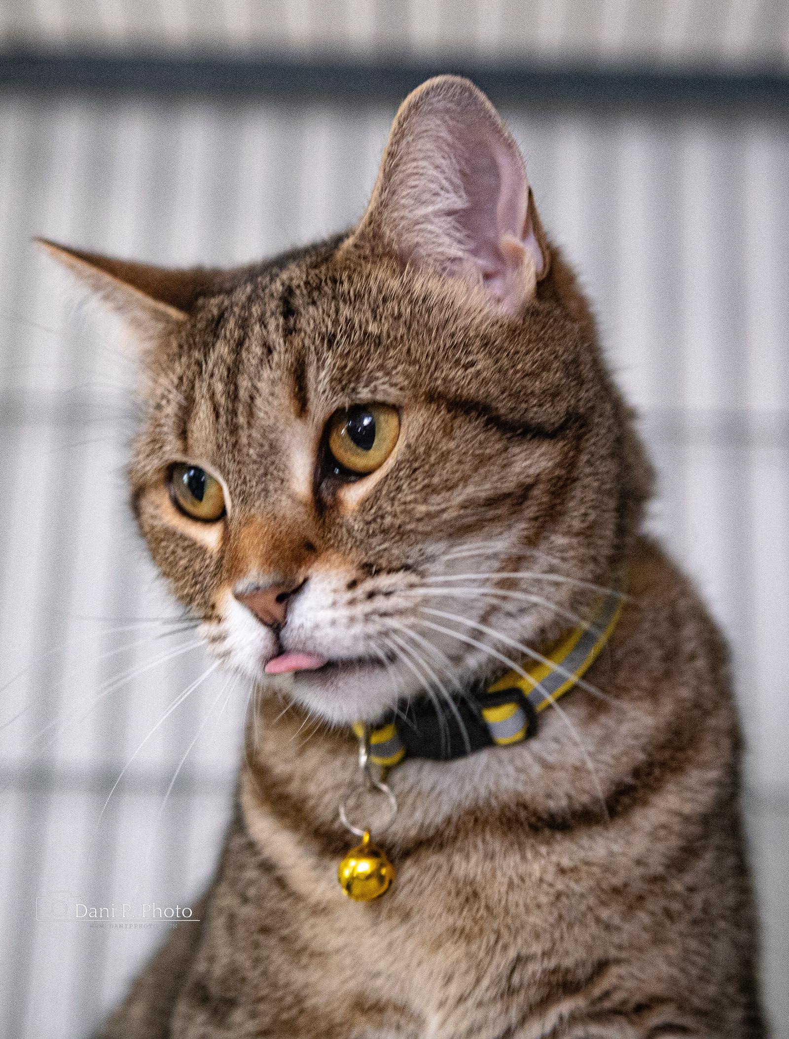 Enlarge Violet, a Adoptable mixed breed in Locust Grove, GA image 3/3