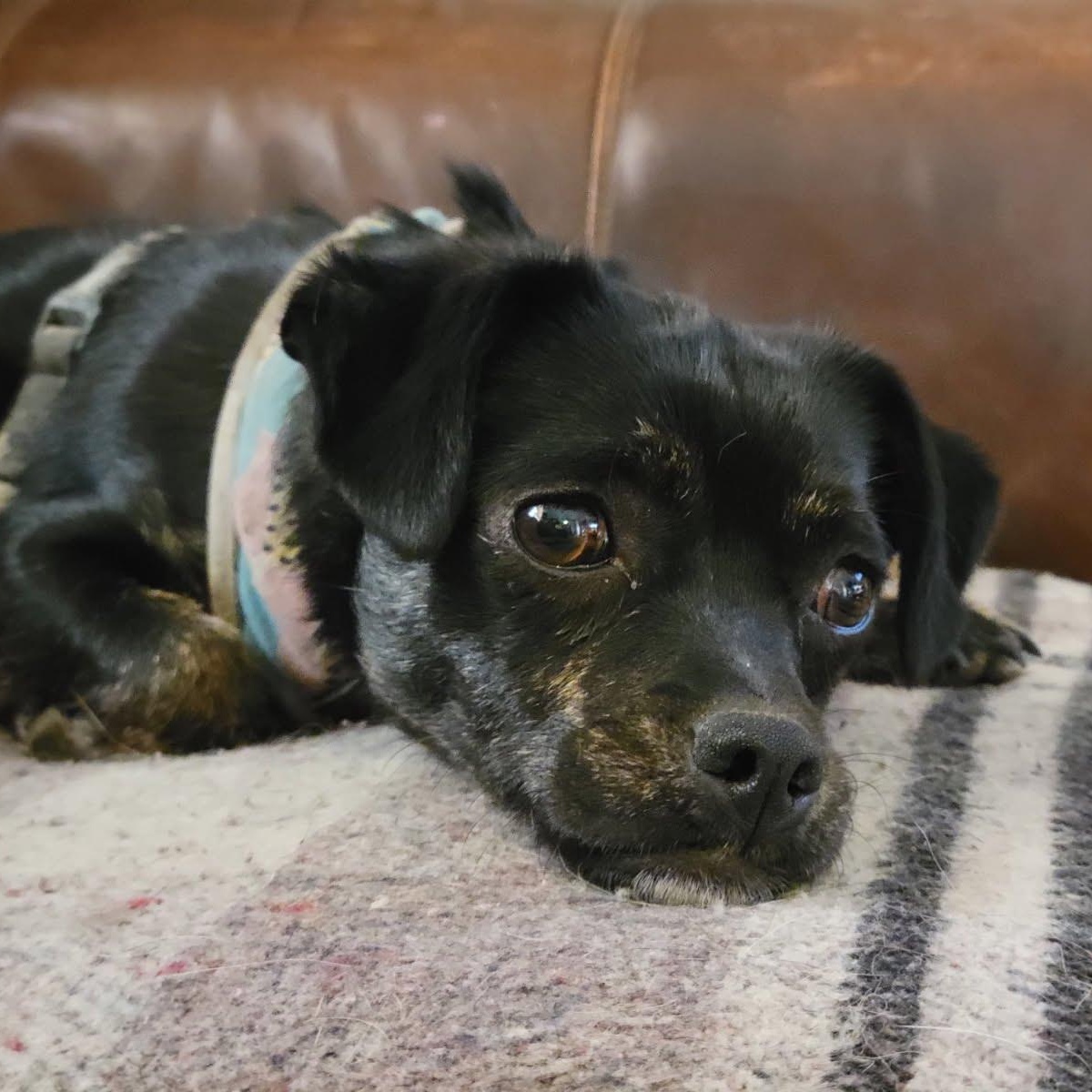 Pollen, a Adoptable mixed breed in Marysville, WA image 4/4