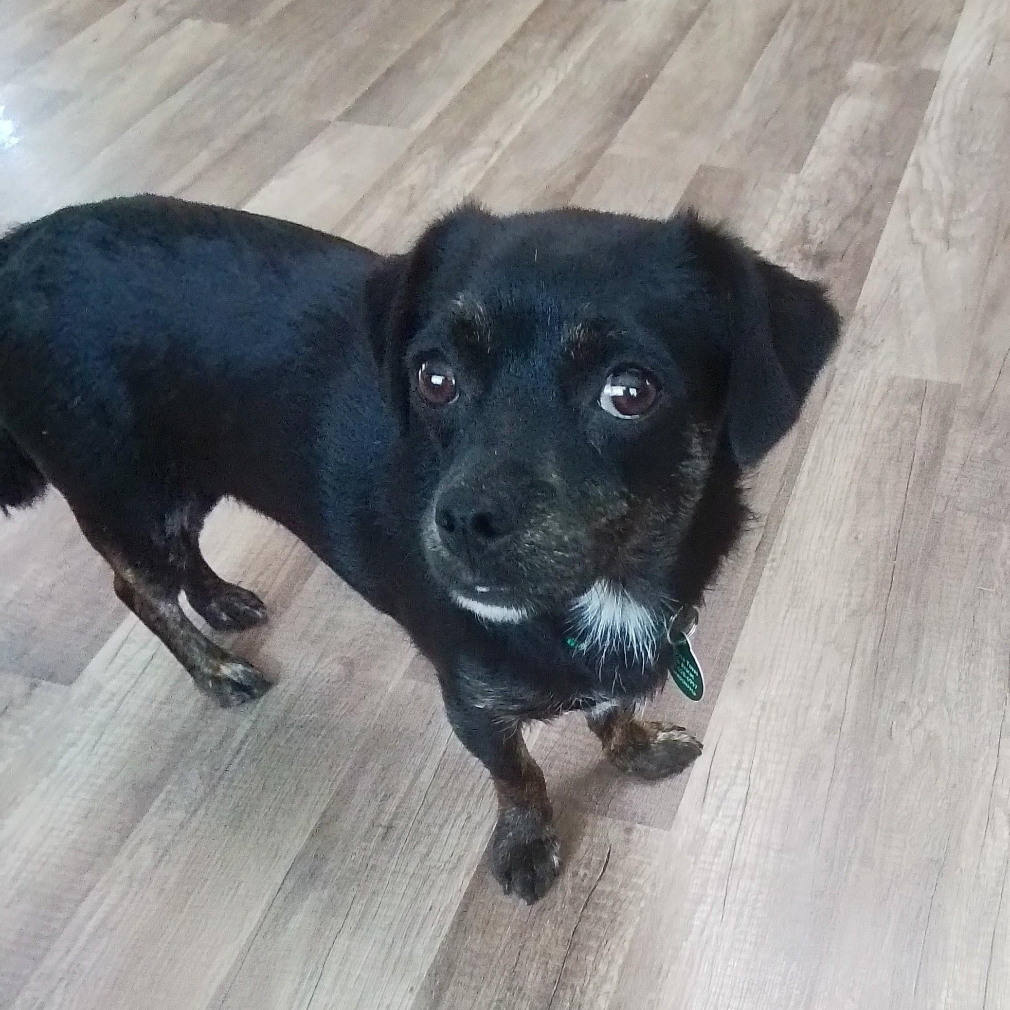 Pollen, a Adoptable mixed breed in Marysville, WA image 2/4