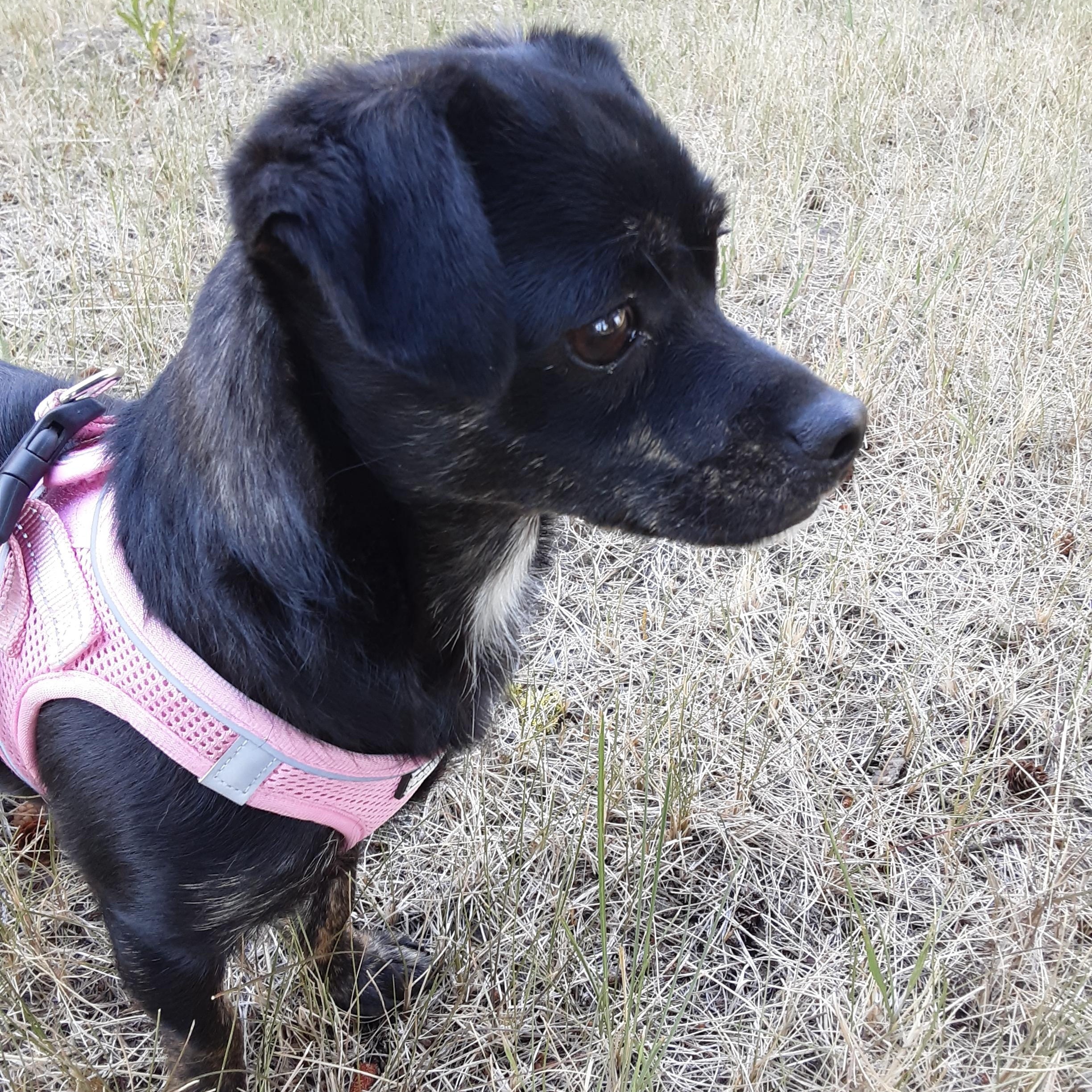 Pollen, Adoptable, Young Female Miniature Dachshund.