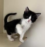 Chips, adopted, Kitten Male Domestic Short Hair.