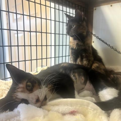 Enlarge Mystic, a Adoptable Domestic Short Hair in Braintree, MA image 2/6
