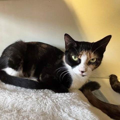 Enlarge Mystic, a Adoptable Domestic Short Hair in Braintree, MA image 6/6