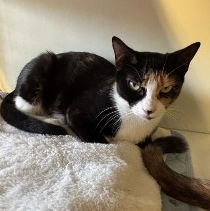 Enlarge Mystic, a Adoptable Domestic Short Hair in Braintree, MA image 3/6