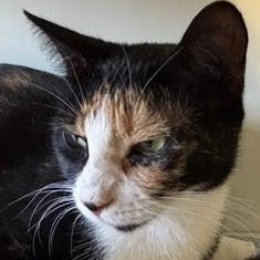 Enlarge Mystic, a Adoptable Domestic Short Hair in Braintree, MA image 5/6