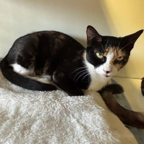 Mystic, Adoptable, Adult Male Domestic Short Hair.