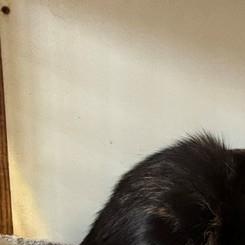 Enlarge Mystic, a Adoptable Domestic Short Hair in Braintree, MA image 4/6