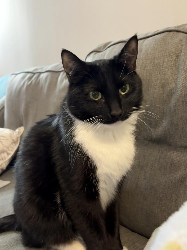 Kitten Mittens, Adoptable, Adult Male Domestic Short Hair.