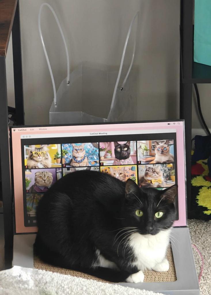 Enlarge Kitten Mittens, a Adoptable mixed breed in Saint Paul, MN image 3/4