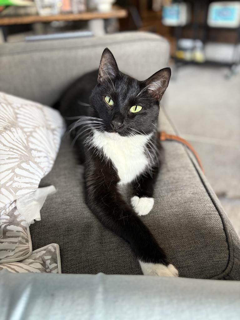 Kitten Mittens, a Adoptable mixed breed in Saint Paul, MN image 3/4