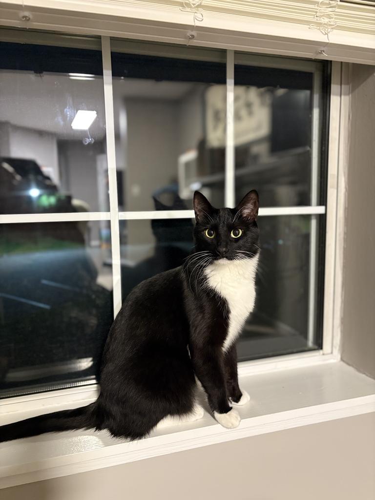 Kitten Mittens, a Adoptable mixed breed in Saint Paul, MN image 4/4