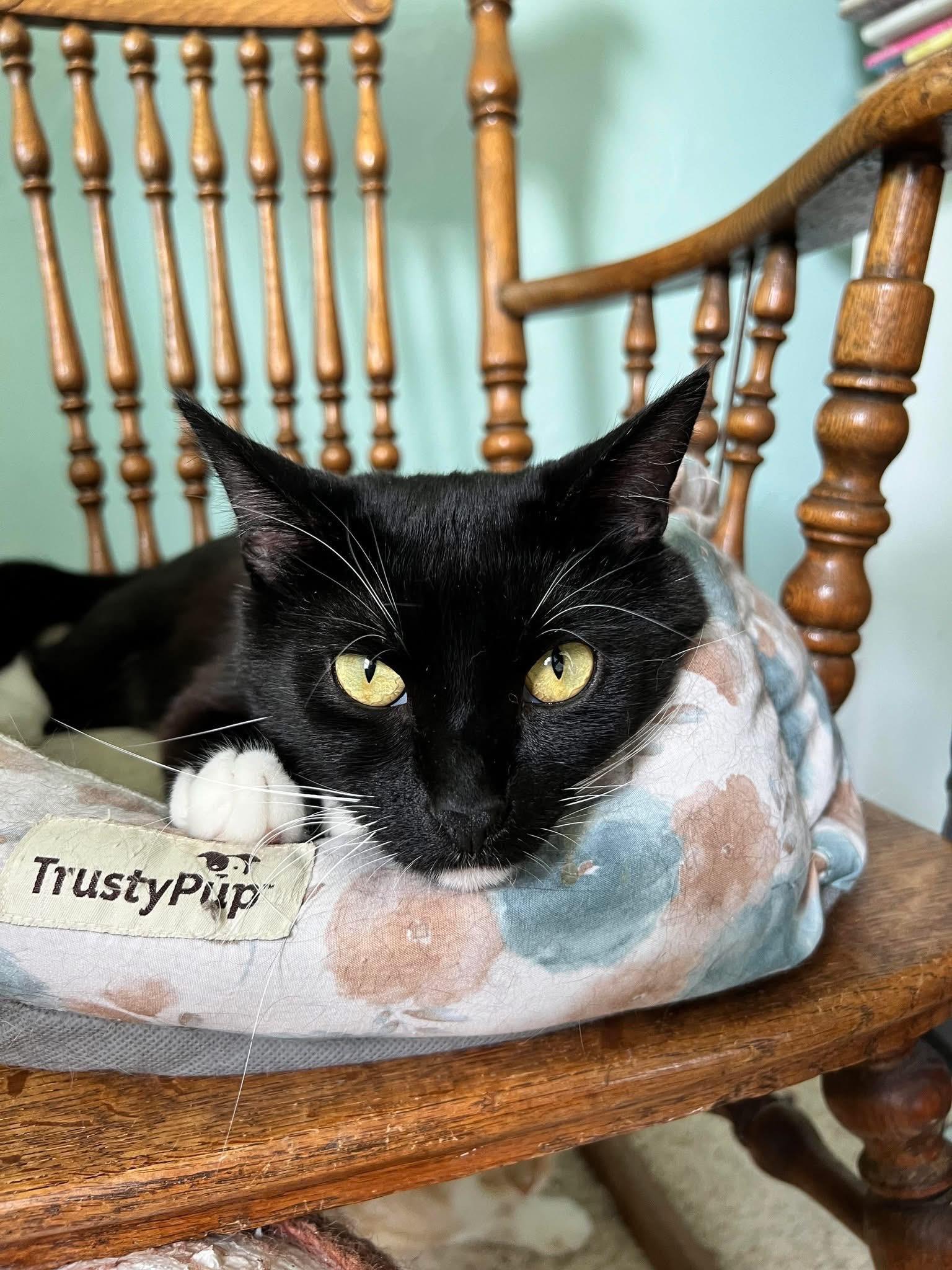 Bingo, a Adoptable Domestic Short Hair in Stoughton, WI image 3/6