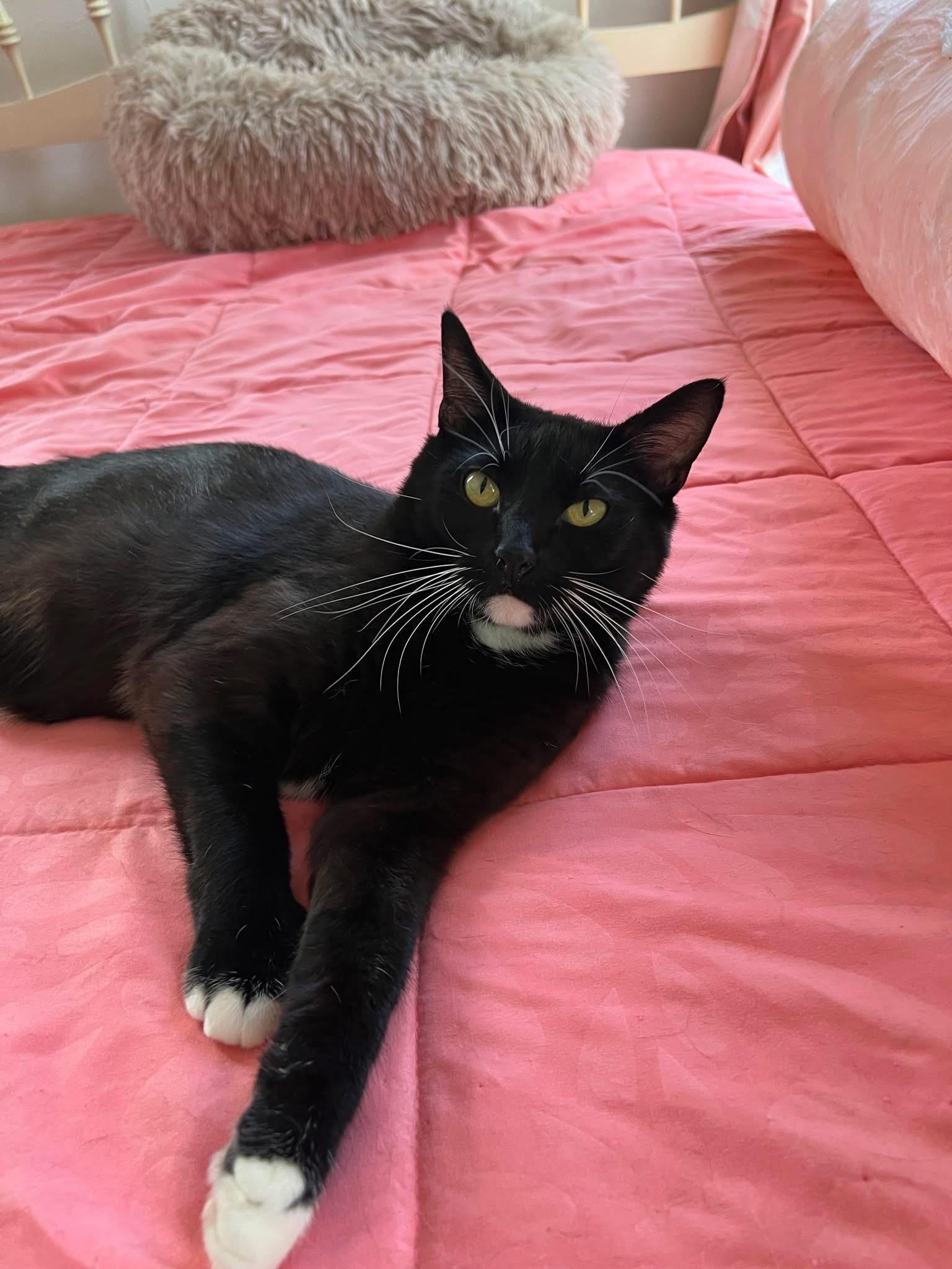 Bingo, a Adoptable Domestic Short Hair in Stoughton, WI image 4/6