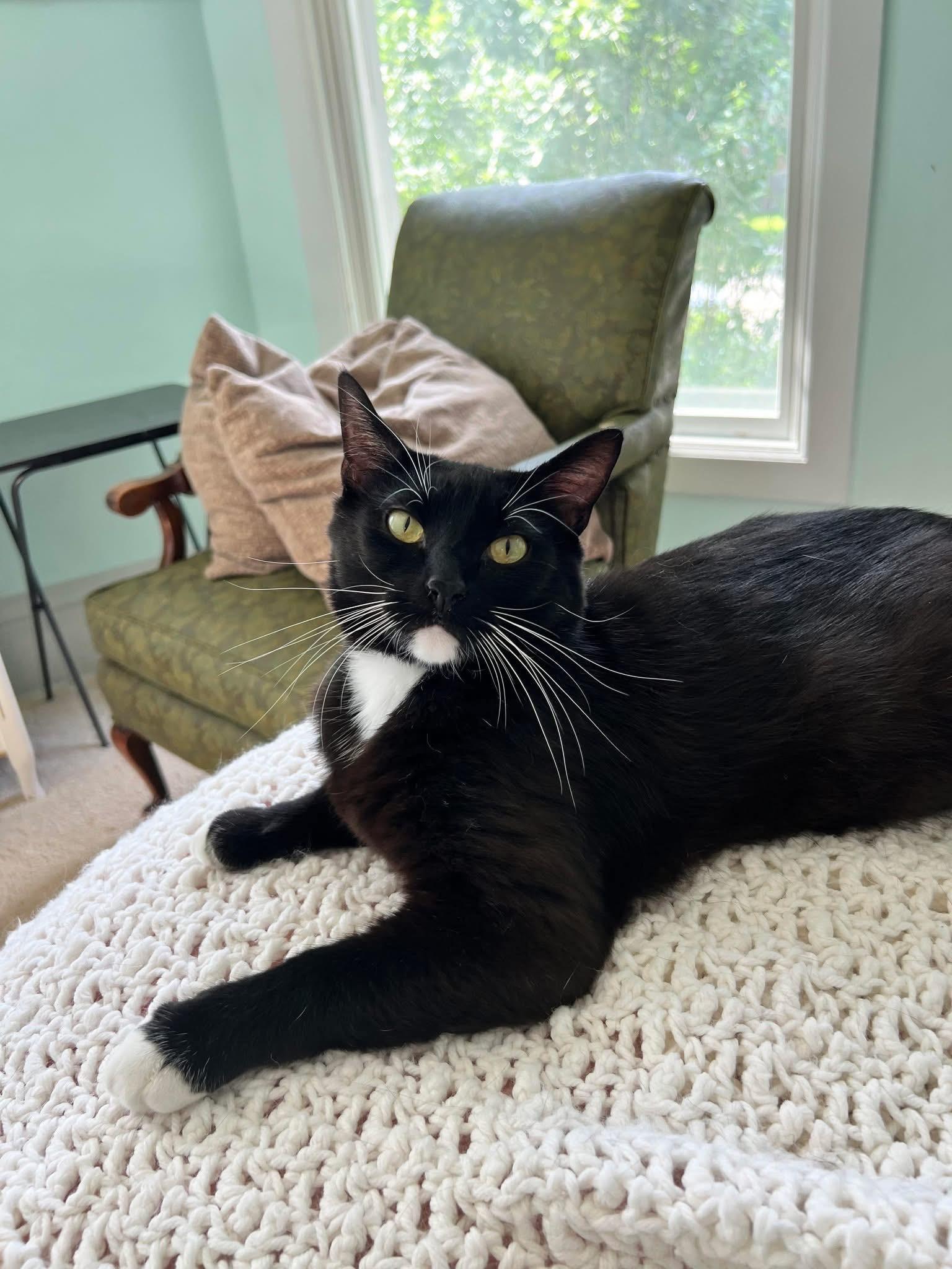 Bingo, a Adoptable Domestic Short Hair in Stoughton, WI image 1/6