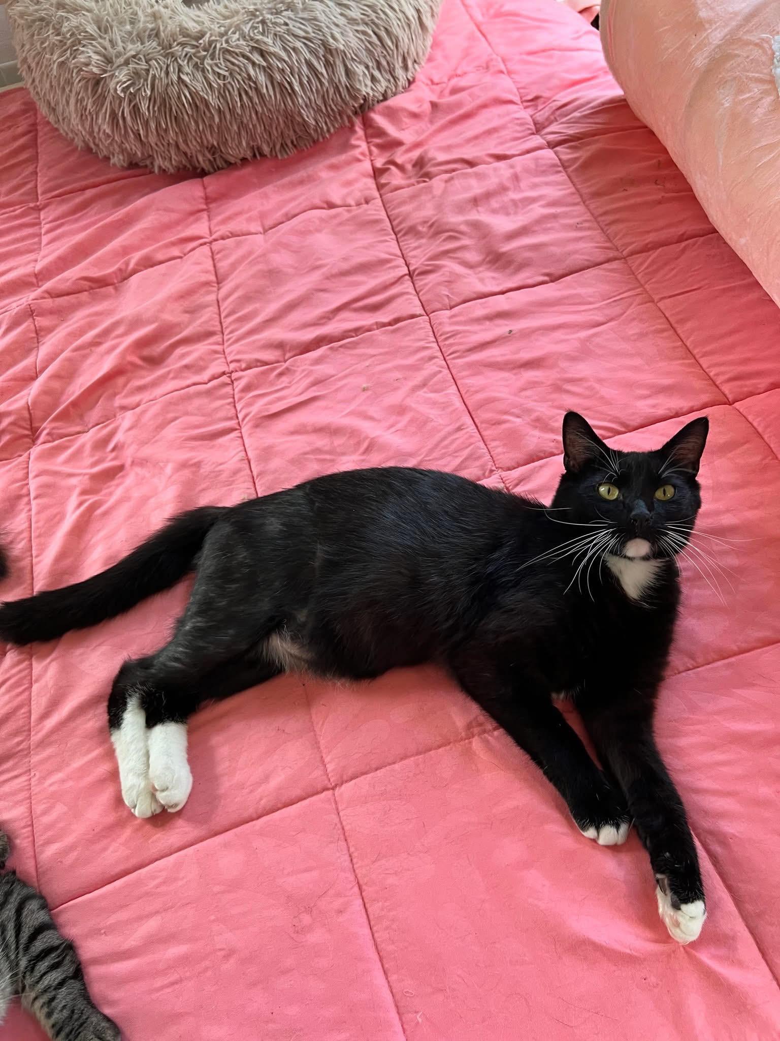 Bingo, a Adoptable Domestic Short Hair in Stoughton, WI image 6/6