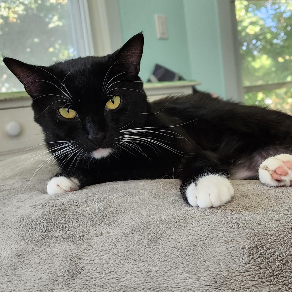 Bingo, a Adoptable Domestic Short Hair in Stoughton, WI image 5/6