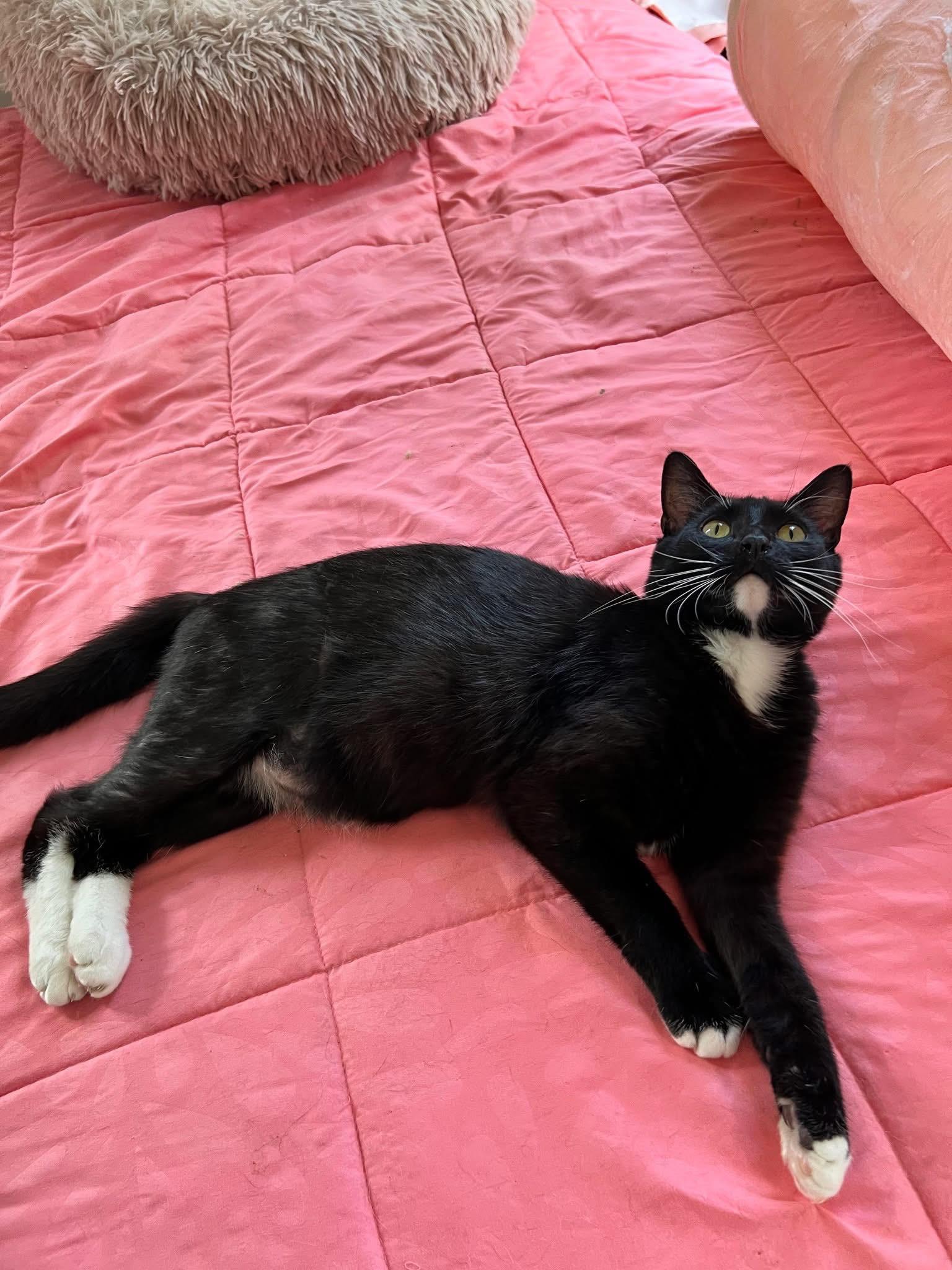 Bingo, a Adoptable Domestic Short Hair in Stoughton, WI image 2/6