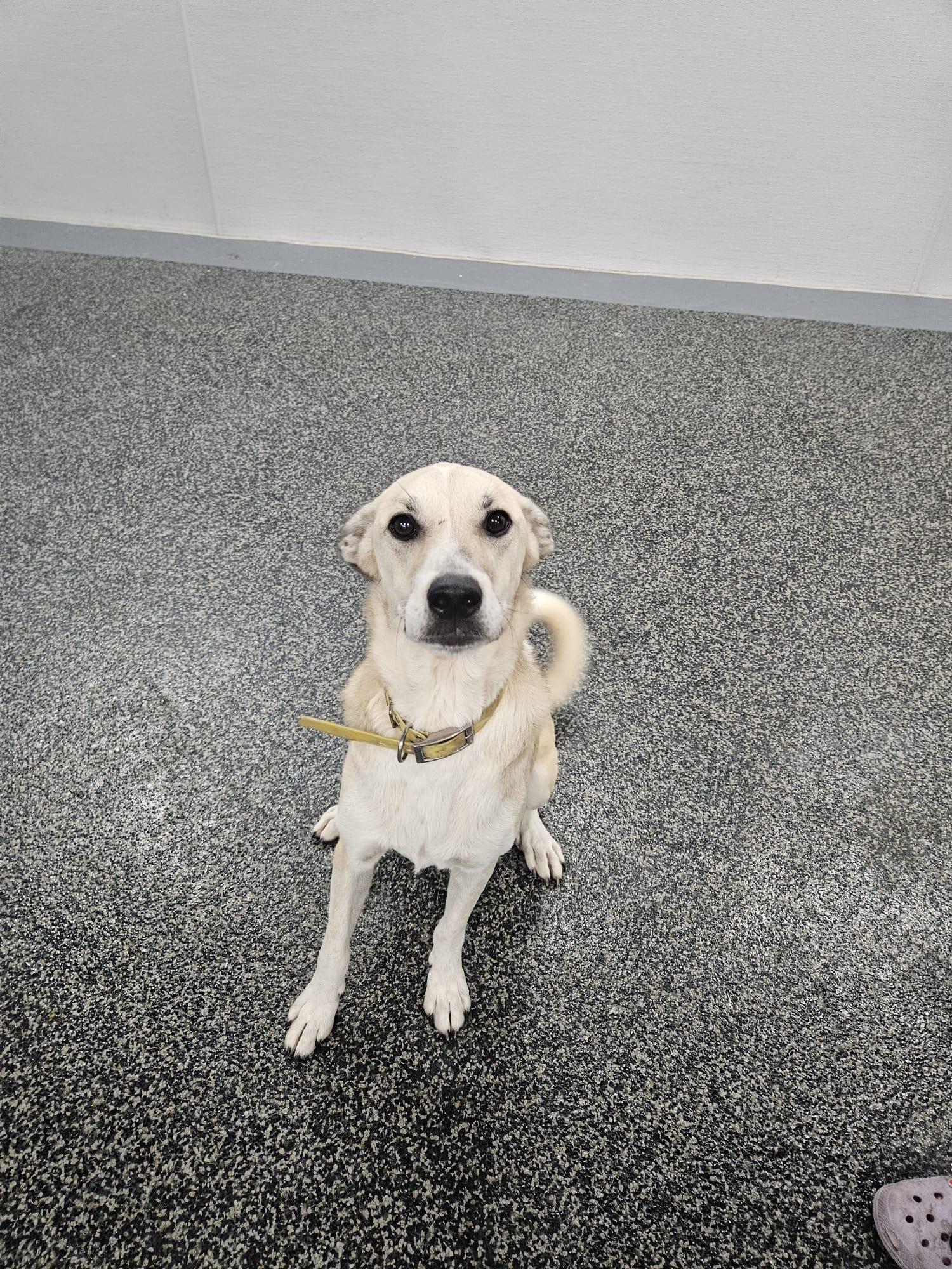 Enlarge Aris, a Adoptable mixed breed in Aurora, ON image 2/5