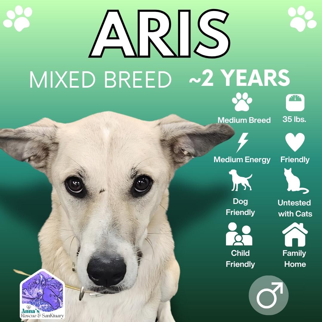 Enlarge Aris, a Adoptable mixed breed in Aurora, ON image 1/5