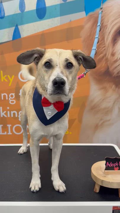Enlarge Aris, a Adoptable mixed breed in Aurora, ON video 5/5