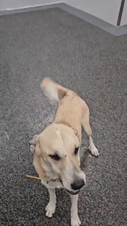 Enlarge Aris, a Adoptable mixed breed in Aurora, ON video 3/5