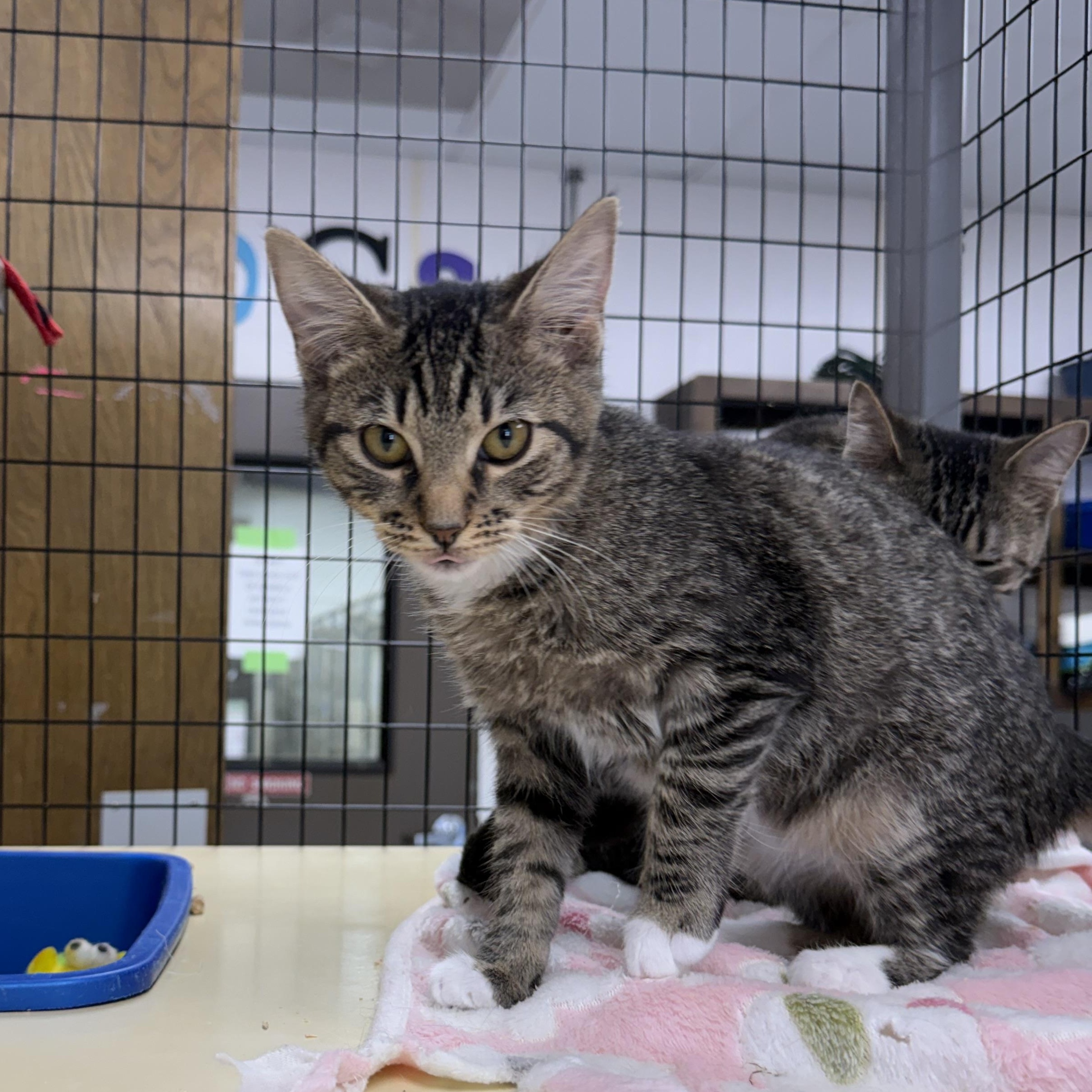 lucy, Adoptable, Young Female Tabby.