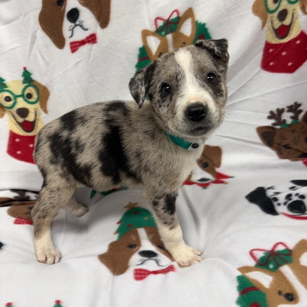 Peppermint, Adoptable, Puppy Female Dachshund & Mixed Breed.