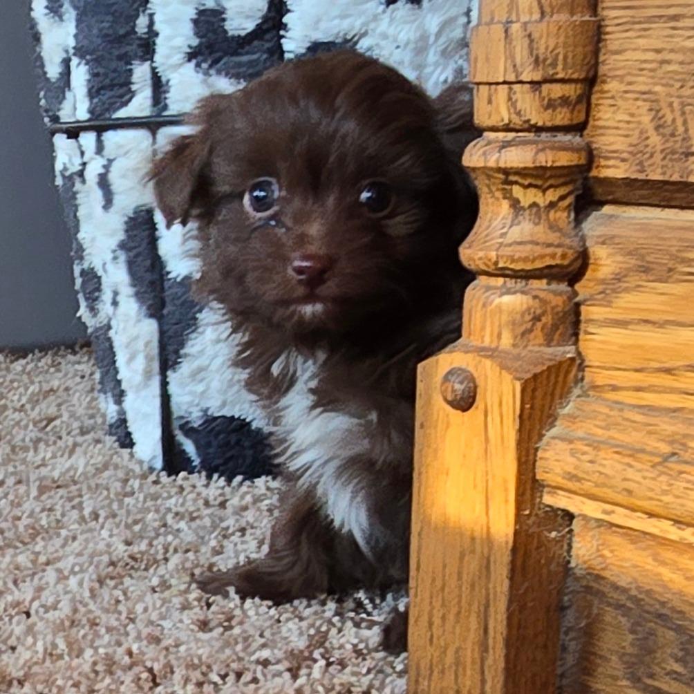 Grace, Adoptable, Puppy Female Australian Shepherd & Poodle.