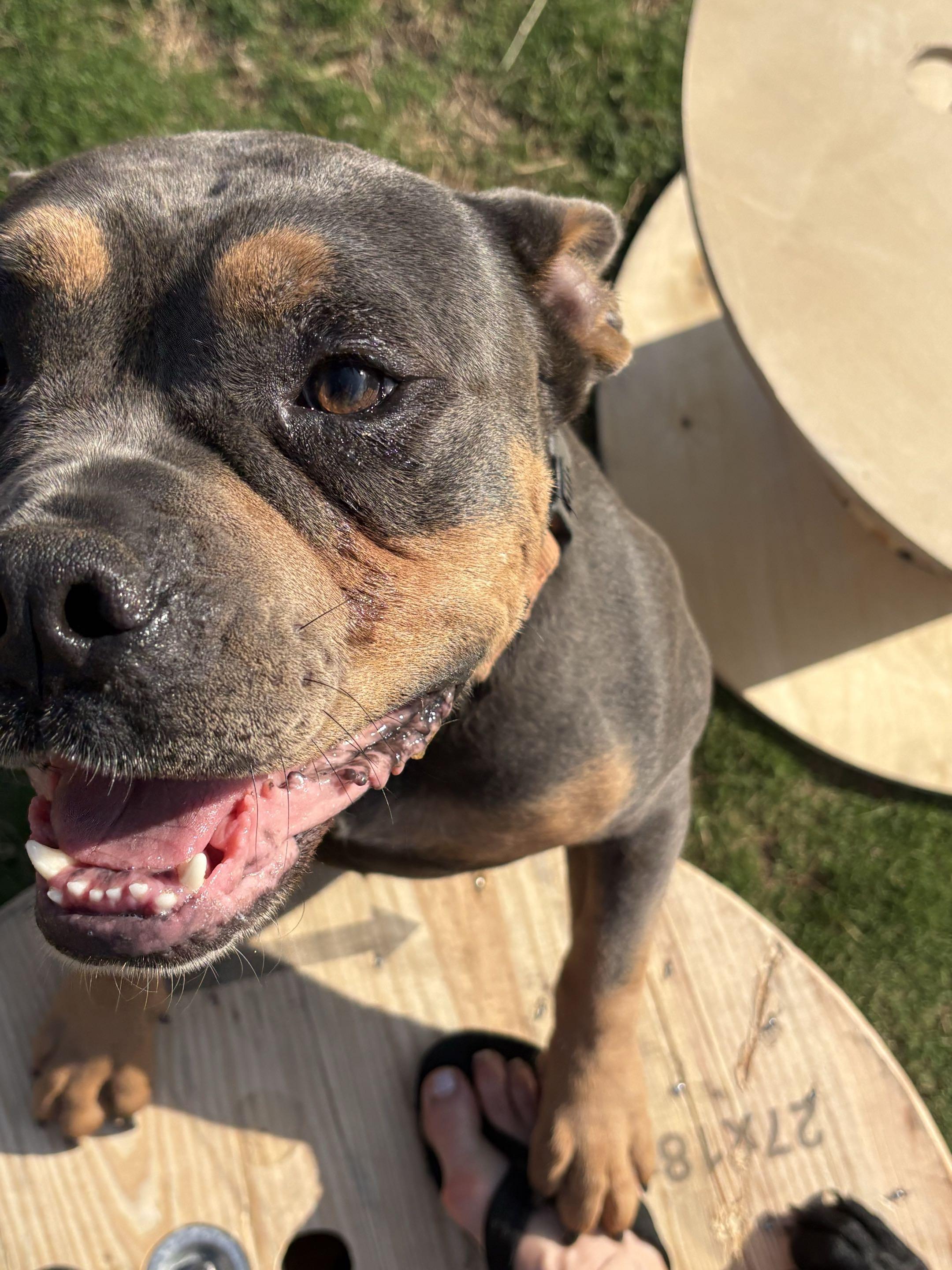 Buster Brown, an adopted mixed breed in Austin, TX image 5/6